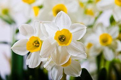 《DOTA2》茶队官宣：Sumail替补参加柏林Major